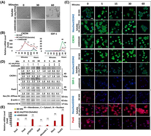 Cell aggregation and nuclear Pax6 expression promoted by soluble HC-HA/PTX3 is facilitated by CXCR4-mediated signaling