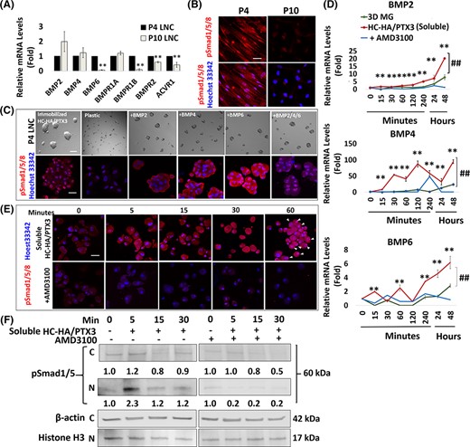 CXCR4-mediated signaling is required for activation of BMP signaling by soluble HC-HA/PTX3
