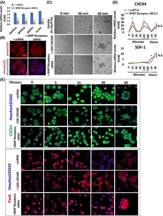 Inhibition of BMP signaling does not impact on cell aggregation and CXCR4-mediated signaling promoted by HC-HA/PTX3