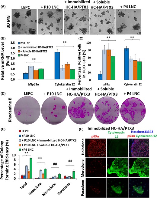 Restoration of niche support function in P10 LNC pretreated with HC-HA/PTX3 to maintain self-renewal of limbal epithelial progenitor/stem cells