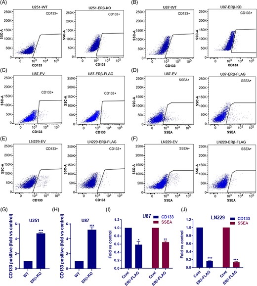 ERβ reduced the stemness of GBM cells. U251 (A, G) and U87 (B, H) WT or ERβ KO cells were stained with CD133 antibody and proportion of CD133-positive stem cells were determined using flow cytometry. U87-EV or U87-ERβ-FLAG cells were stained with CD133 (C, I) or SSEA-1 (D, I) antibodies and the proportion of CD133-positive and SSEA-1-positive stem cells were determined using flow cytometry. LN229-EV or LN229-ERβ-FLAG cells were stained with CD133 (E, J) or SSEA-1 (F, J) antibodies and the proportion of CD133-positive and SSEA-1-positive stem cells were determined using flow cytometry. Data are represented as mean ± SE. *P < .05; **P < .01; ***P < .001