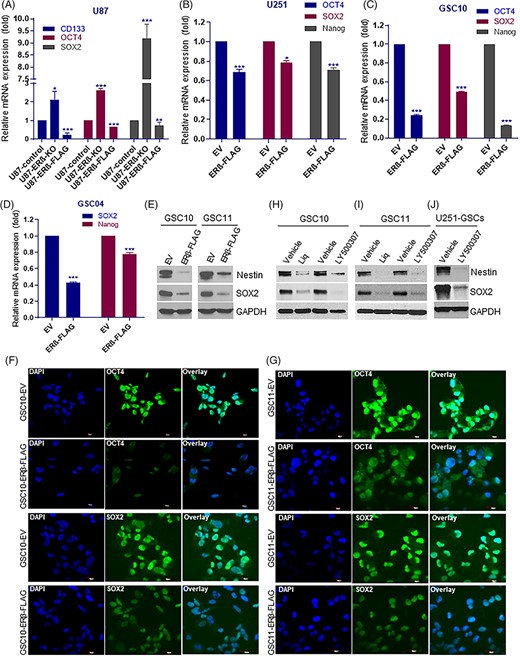 ERβ overexpression or agonist treatment reduced the expression of stemness markers. A, The expression levels of stem cell markers CD133, OCT4 and SOX2 in U87-ERβ knockout and overexpression model cells (A) and ERβ overexpression model cells of U251 (B) GSC10 (C) and GSC04 (D) cells was examined using qRT-PCR. E, CD133-positive GSC10 and GSC11 were transduced with either empty vector or ERβ-FLAG vector and the expression of nestin and SOX2 was determined using western blotting. CD133-positive GSC10 (F) and GSC11 (G) cells that stably express either empty vector or ERβ-FLAG vector were subjected to immunofluorescence staining of SOX2 and OCT4 and images were captured under confocal microscope. Scale bar = 20 μm. CD133-positive GSC10 (H), GSC11 (I) were treated with vehicle or LY500307 or Liq and the expression of nestin and SOX2 was determined using western blotting. J, U251-GSCs were treated with vehicle or LY500307 and the expression of nestin and SOX2 was determined using western blotting. Data are represented as mean ± SE. *P < .05; **P < .01; ***P < .001