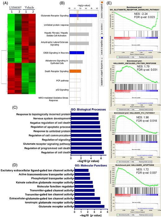 Global transcriptional changes regulated by ERβ agonist treatment. GSC11 cells were treated with vehicle or LY500307 (5 μM) and after 24 hours treatment total RNA was isolated and subjected to RNA-sequencing. A, Heat map of differentially expressed genes with adj-P < .05 between vehicle and LY500307 was shown. B, Differentially expressed genes were analyzed using ingenuity pathway analysis (IPA) program and the top 10 canonical pathways altered in LY500307 treated GSCs compared with vehicle were shown. C and D, Gene ontology (GO) analysis of differentially expressed genes in terms of either biological processes or molecular functions was examined using DAVID software. E, Gene set enrichment analysis (GSEA) testing correlation of LY500307-regulated genes with signatures of the glutamate receptor signaling pathway, unfolded protein response, p53 pathway, and apoptosis gene sets
