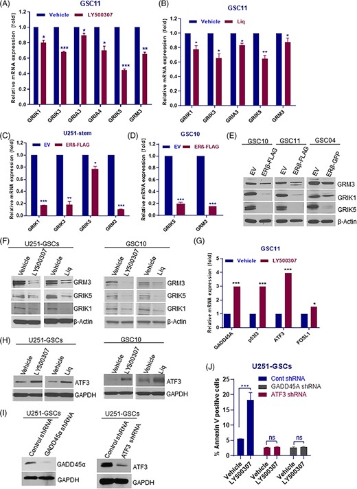 ERβ downregulated the glutamate receptor signaling in GSCs. A and B, GSC11 cells were treated with vehicle or LY500307 (5 μM) or Liq (100 μM) for 24 hours, and the expression of glutamate receptor pathway components were validated using RT-qPCR. C and D, U251-GSCs, and GSC10 cells were transduced with EV or ERβ-FLAG expression vector and the expression of glutamate receptor pathway components were analyzed using qRT-PCR. E, GSC10, GSC11, and GSC04 cells were transduced with EV or ERβ-FLAG expression vector and the expression levels of glutamate receptor pathway components were analyzed using western blotting. F, U251-GSCs and GSC10 cells were treated with vehicle or LY500307 (5 μM) or Liq (100 μM) for 24 hours, and the expression levels of glutamate receptor pathway components were determined using western blotting. G, GSC11 cells were treated with vehicle or LY500307 and the expression of apoptotic molecules was determined using qRT-PCR. H, U251-GSCs and GSC10 cells were treated with vehicle or LY500307 (5 μM) or Liq (100 μM) for 72 hours, and the expression of ATF3 was determined using western blotting. I, U251-GSCs were transduced with control shRNA or ATF3 shRNA or GADD45A shRNA and the knockdown of ATF3 and GADD45A was confirmed using western blotting. J, U251-GSCs control and ATF3-, GADD45A-knockdown cells were treated with vehicle or LY500307 for 48 hours, and the proportion of early apoptotic cell populations was determined using Annexin V assay. Data are represented as mean ± SE. *P < .05; **P < .01; ***P < .001