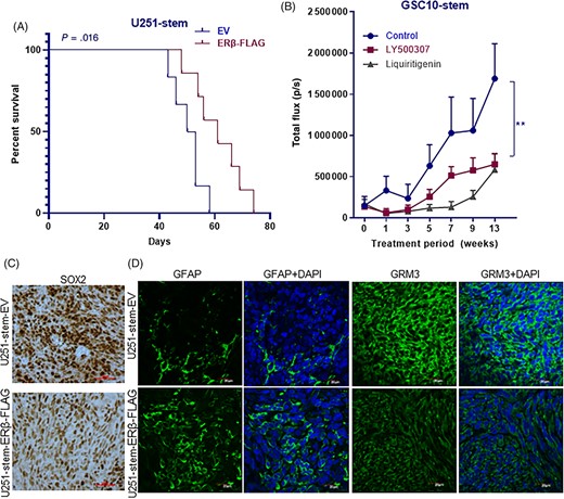 ERβ overexpression or ERβ agonist treatment reduced GSCs driven tumor progression. A, U251-GSCs were transduced with EV or ERβ-FLAG vector and implanted intracranially into the right cerebrum of nude mice and the survival was determined using Kaplan-Meier analysis (n = 6-7). B, GSC10 stably expressing GFP-luciferase were implanted orthotopically into the right cerebrum and after the tumors established, mice were treated with vehicle or LY500307 (5 mg/kg body weight/day) or Liq (20 mg/kg bodyweight) and the tumor growth in terms of luciferase intensity was monitored using Xenogen IVIS imaging every week (n = 6-7). C, Tumor sections collected from EV or ERβ-FLAG expressing U251-GSCs groups were processed and subjected to immunohistochemical staining for SOX2. D, Tumor sections collected from EV or ERβ-FLAG expressing U251-GSCs groups were processed and subjected to immunofluorescence staining for GFAP and GRM3. DAPI was used to visualize the nuclei. Data are represented as mean ± SE. **P < .01