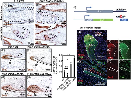 The miR-200 family regulates Sox2 expression in the lower incisor lingual and labial cervical loops and the upper incisor. A and B, IHC for Sox2 protein reveals that while it is not expressed in the lingual cervical loop (LiCL) or incisor tip in WT E16.5 embryos, it is activated when both functional groups of the miR-200 family are inhibited. C and D, Cells in the cervical loop of the WT upper incisor express Sox2 protein at E16.5. Upon inhibition of the miR-200 family, Sox2 protein is more highly expressed and expanded in the upper incisor. E-H, Higher magnification of Sox2 staining in the lower incisor labial cervical loop of the WT E16.5 embryo; the PMIS-miR-200a E16.5 embryo; the PMIS-miR-200c E16.5 embryo; and the PMIS-miR-200a/c E16.5 embryo. The relative number of Sox2+ cells in the LaCL were quantitated and values expressed from 3 or more biological replicates. The Sox2 3′UTR regulates its expression during incisor development. I, A schematic of the WT Sox2 allele and the reporter line obtained from Jackson labs. The knock in of GFP eliminates the endogenous miR-200c binding site of the Sox2 locus. J, J′, and J″, Staining for endogenous Sox2 protein (red) and GFP protein (green) in the LaCL region. Sox2 and GFP are coexpressed in the LaCL, but the GFP expression region is larger. J′ and J″ show single channels of J. K, K′, and K″, Staining for endogenous Sox2 protein (red) and GFP protein (green) in the LiCL region of the lower incisor and no endogenous Sox2 protein is detectable by IF, but GFP protein is present. K′ and K″ show single channels of K