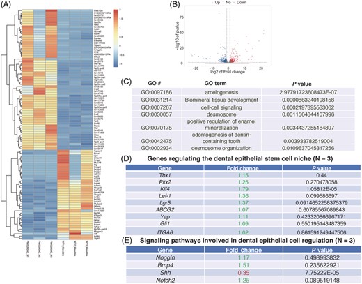 miR-200 family inhibition regulates several gene and cell fate pathways. A, Heatmap comparing statistically significantly altered genes in triplicate samples of WT and PMIS-miR-200a/c mandibular RNA. B, A volcano plot showing the differences in gene expression. Blue points represent genes that were significantly reduced with a fold change >2, and red represents significantly upregulated genes with a fold change >2. C, A subset of some of the most significant GO terms are displayed. D, Altered stem cell type genes in triplicate samples of WT and PMIS-miR-200a/c mandibular RNA identified by RNA-sequencing. Green letters in fold change indicate an increase in expression and red letter are decreases in gene expression. E, Signaling pathways affected in the PMIS-miR-200a/c embryos. (N = 3)