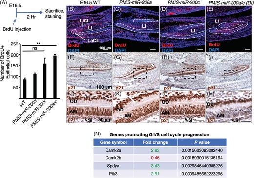 The miR-200 family regulates DESC proliferation. A, A timeline for the experiment. Pregnant mice staged to E16.5 were injected with BrdU 2 hours prior to sacrifice. Embryos were harvested and staining for BrdU was used to identify proliferating cells. B-E, Immunostaining for BrdU+ cells. Inhibiting either miR-200 functional group resulted in an increase in the domain of BrdU+ cells and in DI embryos the proliferating cells were throughout the tooth germ. Quantitation of the number of BrdU+ epithelial cells is shown. F-I, p21 staining of the lower incisor. p21 is expressed in the differentiated ameloblasts and odontoblasts in WT and single inhibitor mice. p21 staining was reduced in DI embryo ameloblasts. J-M, enlargements of the boxed regions in F-I. N, Genes identified as upregulated by RNA-seq that promote cell cycle progression beyond the G1/S checkpoint