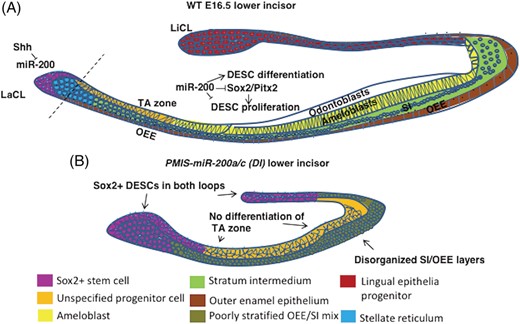 A model for the miR-200 family in promoting the differentiation of DESCs in the lower incisor. A, In WT lower incisors, the labial cervical loop does not express the miR-200 family due to Shh signaling. This allows for the expression of different transcription factors, including Sox2, Pitx2, and Tbx1, among others, to be strongly expressed and promote DESC maintenance. When these cells migrate distally away from the LaCL, the miR-200 family becomes activated and shuts down the expression of these transcription factors, promoting the differentiation of the DESCs into the three major stratified layers of the lower incisor (ameloblasts, stratum intermedium, outer enamel epithelium). B, When the miR-200 family is inhibited, the transcription factors that maintain the stem and progenitor status of the dental epithelium are no longer repressed. They become decompartmentalized, and the dental epithelial tissue becomes poorly differentiated and disorganized. The DESC program, which under normal conditions is only present in the labial cervical loop, becomes active in the lingual cervical loop as well. Markers of the ameloblast cell lineage are downregulated and ameloblast differentiation is impaired, while markers of the SI and OEE layers are upregulated and these regions are expanded
