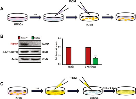 Schematic diagram of cell culture. (A) BMSCs isolated from Rictorf/f or RiCKO mice were grown in α-MEM supplemented with 10% FBS and 1% penicillin/streptomycin for24 hours, and then the supernatant was collected as BCM for subsequent culture of K7M2 cells. (B) Western blot analyses of mTORC2 pathway-related proteins. (C) Tumor-conditioned medium (TCM) was collected after growing K7M2 cells in α-MEM supplemented with 10% FBS and 1% penicillin/streptomycin for 24 hours and then filtered for subsequent culture of BMSCs.