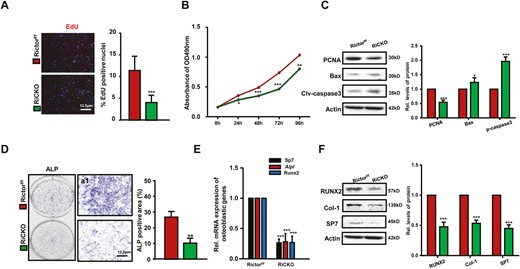 Loss of Rictor leads to decreased proliferation and osteogenic differentiation of BMSCs after subculturing in TCM. BMSCs isolated from Rictorf/f or RiCKO mice cells were cultured in TCM for 72 hours, the conditioned medium was changed every 24 hours, thrice. (A) Representative images of EdU staining and quantification of EdU-positive cells relative to total cells. (B) The growth and proliferation of BMSCs was investigated using MTT method. (C) Western blot analyses of PCNA, Bax, and cleaved-caspase3 expression in BMSCs cultured in TCM. (D) Representative ALP staining of osteoblasts differentiated from BMSCs induced by TCM and quantification of ALP-positive area relative to section area. (E) Quantitative Real-time PCR (q-PCR) analyses of osteogenic gene expression in BMSCs after culturing in TCM for 72 hours. (F) Western blot analyses and quantification of osteogenesis-related proteins extracted from BMSCs after culturing in TCM for 72 hours. *P <.05; **P < .01; ***P < .001.