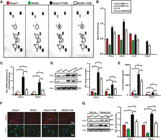 Rictor ablation in BMSCs downregulates the secretion of chemokines. Rictorf/f BMCSs and RiCKO BMSCs were treated with normal media or TCM for 72 hours. (A) Proteins extracted from BMSCs were used for array detection. (B) Circled spots are the proteins significantly differentially expressed among the different genotypes of BMSCs after densitometry analysis. Each cytokine/chemokine spot was normalized to positive and negative array controls. (C) Quantitative Real-time PCR (q-PCR) analyses and (D) Western blot of CCL2/5 expression in BMSCs. (E) ELISA analysis of CCL2/5 in culture supernatants from BMSCs. (F) Representative images show greater expressions of CCL2 and CCL5 in Rictorf/f BMCSs compared with RiCKO BMSCs. (G) Western blot analyses and quantification of CCL2/5 levels in tibial tissue from groups of sham operation and osteosarcoma. **P < .01; ***P < .001.
