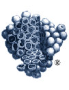 The International Journal Of Cell Cloning Cover Image for Volume 9, Issue S1