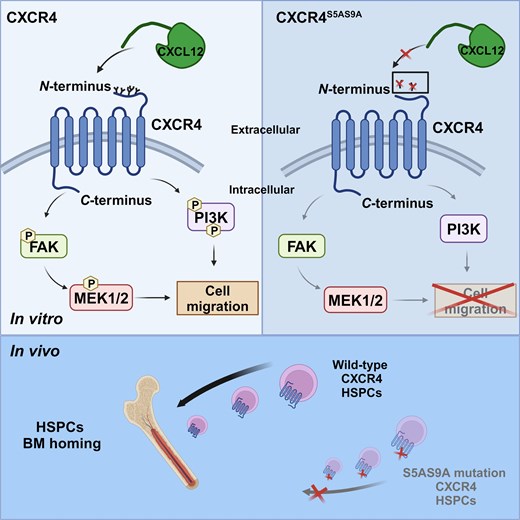 Graphical Abstract