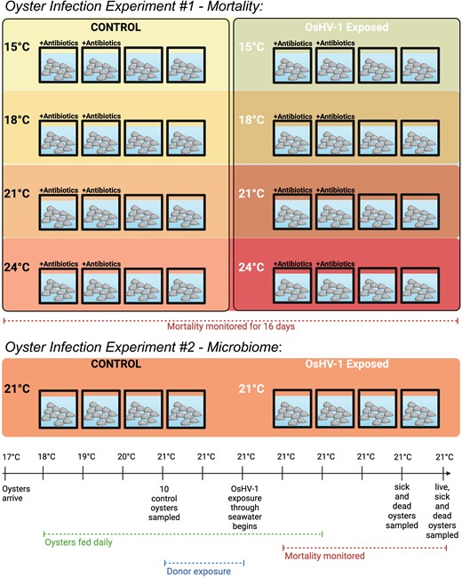 Schematic diagram of the experimental design. Top panel is showcasing mortality experiment setup, while bottom panel is showing microbiome experiment setup. A highly similar timeline as shown in the bottom panel was used for both experiments, with the exception that mortality was monitored for 16 days in the first experiment and oysters were not sampled until they died, while they were all sampled after 4 days in the second experiment. Created with Biorender.com.