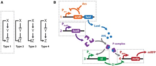 I-FFL schemes. (A) Canonical I-FFL circuits. Composing elements: input (X), auxiliary regulator (Y), and output (Z). (B) Design of a genetic type 1 I-FFL or I1-FFL circuit from BioBricks. Transcription units are numbered 1–4 under the regulation of Pars, PluxR, Pci and Phyb promoters, respectively. Arsenic (Ars) and mRFP are the input and output signals of the system. To exploit the modular design, the sensor (transcription unit 1) and effector (transcription units 2–4) modules could be located in two different bacteria. Activation is represented by normal arrows and repression by barred arrows.