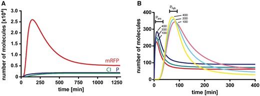 System evolution after arsenic stimuli. (A) Red fluorescent protein (mRFP, red), CI repressor (green) and P complex (blue) intracellular protein number were simulated immediately after arsenic was added to the system at t = 0. (B). Dose–response variation of mRNA levels after induction with different arsenic levels. Messenger RNA levels from Pars (red, green and blue) and Phyb (magenta, cyan and yellow) promoters are simulated after the addition of 1000, 2000 and 4000 arsenite molecules at t = 0. (B) depicts how the mRNA levels responded in a dose-dependent manner and in a relatively time-independent fashion upon the addition of arsenic. The mRNAs derived from Pars and Prfp were induced in the presence of different concentrations of arsenic. The Pars mRNA pulse, observed at t ∼ 10 min, is, in fact a damped oscillation product of the smooth Hill function that represents the repression of ArsR. Prfp mRNA levels are in very good agreement to the reporter gene from Basu et al. (14), where a similar biological system was designed.