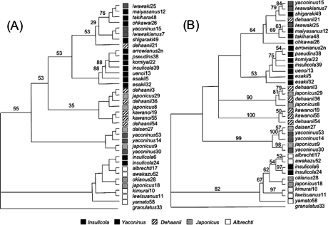 Multimodel phylogeny of Ohomopterus carabid beetles. (A) Consensus of trees estimated under 56 candidate models, and constructed using Akaike weights (with the AICc) as tree weights. The values above branches represent the weights for each branch. All branches without a number received a weight of 100%. (B) Consensus of the two maximum likelihood trees under the best AICc model (TN93+I+Γ), one of which had a branch of zero length. Numbers above nodes are nonparametric bootstrap proportions. Nodes that received less than 50% are not indicated. The five species groups are indicated by shaded boxes.
