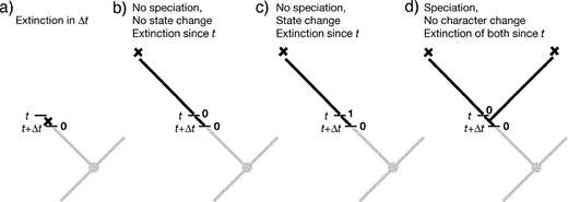 在时间t具有状态0的谱系可能灭绝的替代方案。