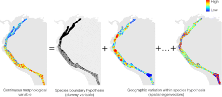 Illustration of how a multiple linear regression can be used to determine whether a gap in morphology can be explained by a hypothesis of a species boundary or by a hypothesis of geographic variation within a single species. The map on the left of the equal sign shows the geographic pattern of morphological variation measured on specimens of two hypothesized species. The hypothesis of a species boundary assigns the specimens measured to one (white circles) or the other (black circles) hypothesized species. The hypothesis of geographic variation in morphology within a single species is modeled with spatial eigenvectors derived from a principle coordinate analysis of a matrix of geographic distances of the collection localities of the specimens measured. Only two spatial eigenvectors are shown here, corresponding to eigenvalues of rank 1 (left) and 1001 (right).