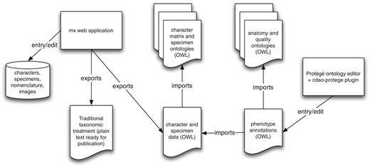 Workflow for data entry and semantic annotation. Observational and nomenclatural data are edited and stored within the mx web application. These data can be exported as NL descriptions for publication, or as structured data in OWL format. The OWL-formatted description data are referenced within SP annotations entered, using Protégé, into a standalone OWL document.