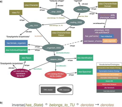 An OWL/RDF model showing explicit semantic links between natural-language character matrix data, an ontological phenotype representation, and a museum specimen with taxonomic metadata. In (a), a character matrix cell (_:coding_2222) is represented using the CDAO, upper half, linked to a museum specimen (urn:catalog:NCSU:NCSU:34852) described with the Darwin-SW ontology for Darwin Core, lower half. An EQ representation of the phenotype denoted by the given character state has been composed using terms from the HAO and the PATO. The denotes property, from the IAO, is used to bridge observational data artifacts (CDAO data elements) to direct descriptions of organisms (as EQ phenotypes). By applying an OWL 2 DL reasoner to the character matrix model, we can infer phenotypic characteristics of associated specimens (dashed arrow) using an OWL property chain (b).
