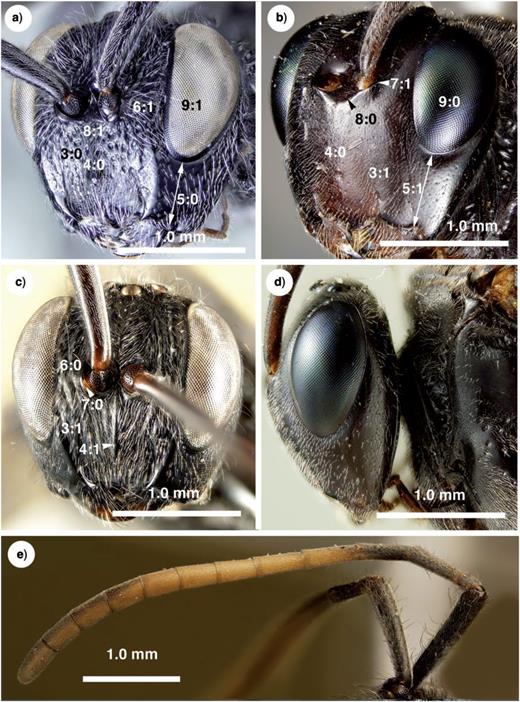 Brightfield images of the head and antenna in New Caledonian Evaniidae. a) Szepligetella deercreeki Deans and Mikó sp. nov., head, anterolateral view. b) Evania appendigaster (Linneaus 1758), head, anterolateral view. c) Szepligetella levipetiolata (Turner 1919), head, anterior view. d) Evania appendigaster (Linneaus 1758), head, lateral view. e) Szepligetella irwini Deans and Mikó sp. nov., antenna, lateral view.