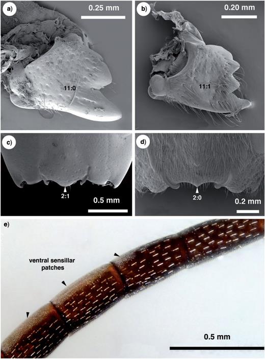 Brightfield images and SEM micrographs of the mandible, head capsule and flagellomeres in New Caledonian Evaniidae. a) Evania appendigaster (Linneaus 1758), right mandible, anterior (ventral) view. b) Szepligetella levipetiolata (Turner 1919), right mandible, anterior (ventral) view. c) Evania appendigaster (Linneaus 1758), ventral region of head capsule. d) Szepligetella levipetiolata (Turner 1919), ventral region of head capsule. e) Evania appendigaster (Linneaus 1758), flagellomeres 4–7.