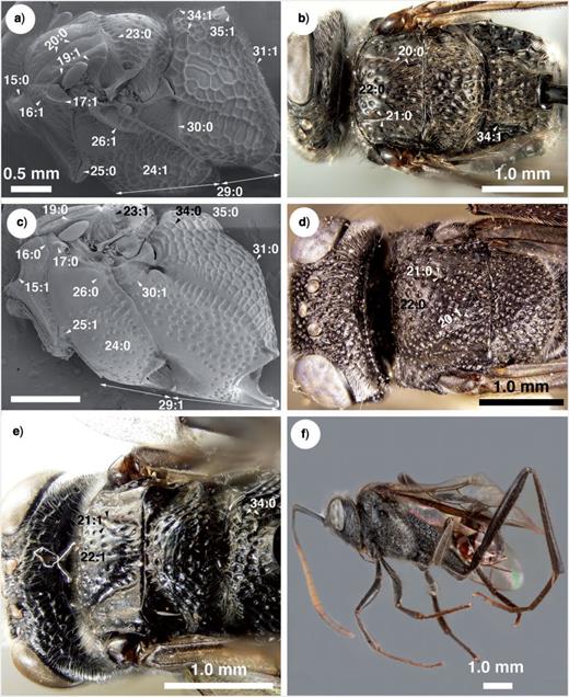 Brightfield images and SEM micrographs of New Caledonian Evaniidae. a) SEM micrograph of Szepligetella levipetiolata (Turner 1919), mesosoma, lateral view. b) Szepligetella levipetiolata (Turner 1919), head and mesosoma, dorsal view. c) Evania apendigaster (Linneaus 1758), mesosoma, lateral view. d) Szepligetella sericea (Cameron 1883). e) Szepligetella deercreeki Deans and Mikó sp. nov., head and mesosoma, posterodorsal view. f) Szepligetella irwini Deans and Mikó sp. nov., habitus, lateral view.