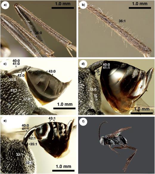 Brightfield images of New caledonian Evaniidae. a) Szepligetella levipetiolata (Turner 1919), left mid and hind tibiae and femora, lateral view. b) Szepligetella irwini Deans and Mikó sp. nov., left mid and hind tibiae and femora, lateral view. c) Evania appendigaster (Linneaus 1758), metapectal–propodeal complex and metasoma, posterolateral view. d) Szepligetella sericea (Cameron 1883), metapectal–propodeal complex and metasoma, posterolateral view. e) Szepligetella deercreeki Deans and Mikó sp. nov., metapectal–propodeal complex and metasoma, posterolateral view. f) Szepligetella deercreeki Deans and Mikó sp. nov., habitus, lateral view.