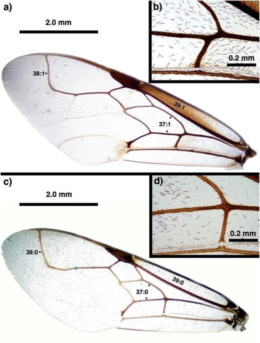 Brightfield images of the fore wing in New Caledonian Szepligetella species. (a, b) Szepligetella levipetiolata (Turner 1919). (c, d) Szepligetella sericea (Cameron 1883).