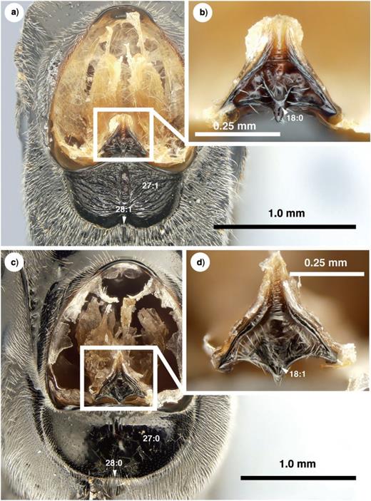 Brightfield images of the mesosoma and prosternum in New Caledonian Evaniidae, anterior view (propleura removed). a) Szepligetella levipetiolata (Turner 1919), mesosoma. b) Szepligetella levipetiolata (Turner 1919), prosternum. c) Evania appendigaster (Linneaus 1758), mesosoma. d) Evania appendigaster (Linneaus 1758), prosternum.