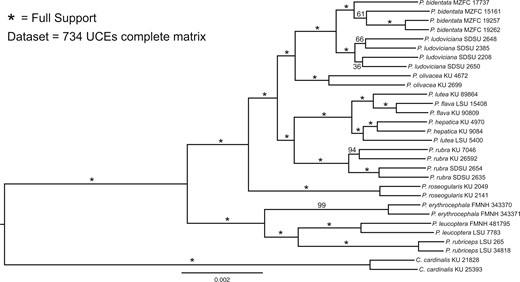 Maximum-likelihood phylogeny of the complete concatenated UCE data set. Support values are based on 1000 quick bootstrap replicates.