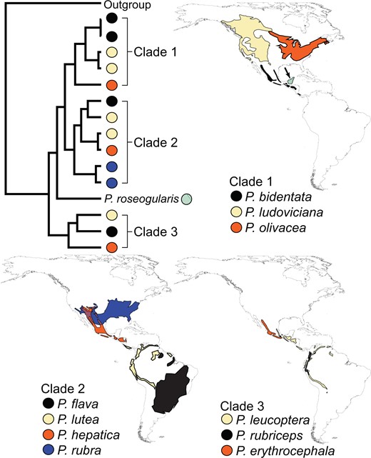 Allopatric replacement in one of three main clades in Piranga. All distributions represent breeding range. Piranga roseogularis (diagonal stripes and indicated with an arrow, shown with Clade 1) is allopatric to all other species and present only in the Yucatan Peninsula of Mexico. Note that P. lutea (Clade 2) has a disjunct distribution, where an eastern individual is sister to P. flava, and a western individual is sister to P. hepatica. The only case of strict allopatric replacement within a clade is exhibited in Clade 1.