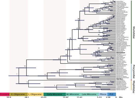 Time-calibrated phylogenetic tree of Musteloidea. Mean divergence times estimated using a relaxed molecular clock model on the complete 46 gene dataset with 74 fossil priors. Blue bars across nodes indicate 95% HPD intervals around the mean divergence time estimates. Posterior estimates of mean and 95% HPD of divergence times are presented in Supplementary Table S7 available on Dryad. Nodes are numbered (1–74, same as Fig. 1). Outgroup taxa were pruned from the tree and geological time scale is shown below the tree.