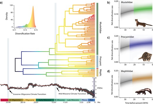 Lineage diversification rates through time. a) Phylorate plot of lineage diversification based on the “pruned-before” MCC phylogeny. Colors at each point in time along the branches of the phylorate plot denote instantaneous rate of diversification. Warmer/lighter colors (red) indicate faster rates and cooler/darker colors (blue) indicate slower rates. Below the phylorate plot is the global deep-sea oxygen isotope records (modified from Zachos et al. 2008). These records indicate a rapid decrease in global temperatures following the Eocene–Oligocene Transition and the Mid-Miocene Climate Transition (Zachos et al. 2008), giving rise to more open vegetation habitats such as grasslands and woodlands (Singh 1988; Prothero and Berggren 2014; Leopold et al. 2014). However, the lack of rate shifts suggests that there are no significant increases in diversification rates after these climate events. b–d) Diversification-through-time plots depicting family-specific net diversification trajectories computed from the joint posterior density of macroevolutionary rate parameters in BAMM. The black lines denote the background diversification rate (the rate of all musteloids minus the rate of each respective family). Shading intensity of the colored lines indicate the 5% through 95% Bayesian credible regions on the distribution of rates at any point in time for Mustelidae (b), Procyonidae (c), and Mephitidae (d). The black lines denote the mean background diversification rate-through-time (the rate of all musteloids minus the rate of each respective family), and the grayscale shading illustrates the 95% credible interval of the distribution of background rates through time.