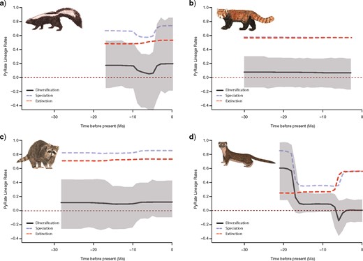 Rate-through-time plot in fossil mephitids (a), ailurids (b), procyonids (c), and mustelids (d) from PyRate. Net diversification rates are shown in black, speciation rates in blue/light grey, and extinction rates in red/dark grey. The grayscale shading illustrates the 95% credible interval for net diversification.