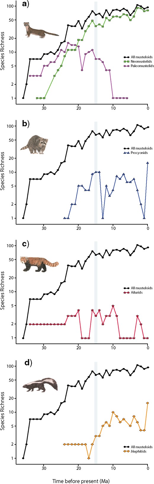 Species richness of Mustelidae (a), Procyonidae (b), Ailuridae (c), and Mephitidae (d) across the past 37 Ma. The black curve in each of plot denotes total musteloid richness. The grey bar indicates the Mid-Miocene Climate Transition. Colored curves denote species richness of each respective clade: green squares $=$ neomustelids; pink circles $=$ paleomustelids; blue triangles $=$ procyonids; red stars $=$ ailurids; orange diamonds $=$ mephitids.