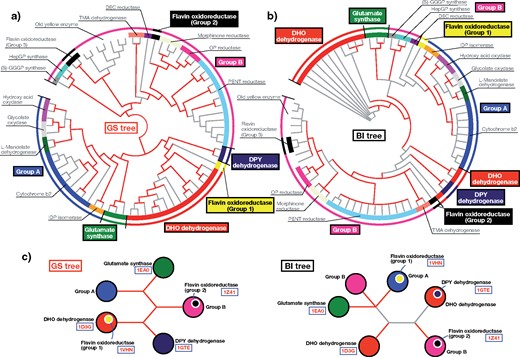 Application of the GS method to TIM-barrel superfamily proteins. a) Phylogenetic tree of TIM-barrel superfamily proteins reconstructed using the GS method. The red branches are those supported by large EP values ($\ge $0.9). The inner circle represents functional classes. The outer circle summarizes those classes into several groups for comparison. b) Phylogenetic tree reconstructed using the BI method. The red branches are those supported by large posterior probabilities ($\ge $ 0.9). c) Summary of topological differences between the GS and BI trees. The PDB IDs of the proteins shown in Figure 6 are presented for reference. (S)-GGGP synthase, (S)-3-O-geranylgeranylglyceryl phosphate synthase; DEC reductase, 2, 4-dienoyl-CoA reductase; DHO dehydrogenase, dihydroorotate dehydrogenase; DPY dehydrogenase, dihydropyrimidine dehydrogenase; HepGP synthase, heptaprenylglyceryl phosphate synthase; IDP isomerase, isopentenyl-diphosphate delta-isomerase; OP reductase, 12-oxophytodienoate reductase; PENT reductase, pentaerythritol tetranitrate reductase; TMA dehydrogenase, trimethylamine dehydrogenase.