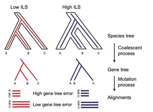 Simulation of ILS and gene tree estimation error. ILS was simulated though the coalescent process by setting low (0.01) and high (0.1) theta values. DNA alignments were subsequently generated through the mutation process based on simulated gene trees. Five alignments were generated for each gene tree with lengths of 300, 400, 500, 1000, and 1500 bp (only two are shown in the graph). Shorter alignment lengths increase in gene tree estimation error.