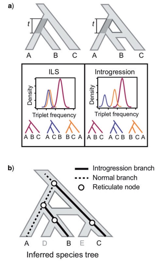 Identification of reticulate evolution using triplet frequencies. a) Theoretical expectations of triplet frequency distribution under the multi-species coalescent (MSC) model with and without introgression. In the case of incomplete lineage sorting (ILS), the frequency of two minor topologies are expected to be symmetrical (left). In the case of introgression, one of the minor topologies will occur with higher frequency due to gene flow (right). The length of the internal branch t is measured in coalescent units. b) Mapping asymmetrical triplets to species tree to identify reticulate nodes. In the triplet ((A,B),C) where gene flow is identified, the two external branches leading to species exchanging alleles (B and C) are labeled as `introgression branches’. All nodes along these two introgression branches are treated as reticulation nodes.
