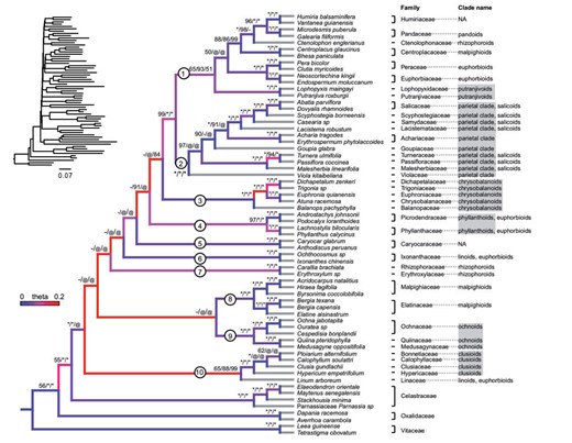 Species phylogeny of Malpighiales derived from MP-EST with complete low-stringency data set (analysis No. 15 in Table S2). Gene trees are estimated using MrBayes. Branches are colored by the inferred population mutation parameter theta. Warmer colors indicate higher theta and thus higher level of ILS. Terminal branches are colored grey due to lack of data to infer theta. BP values from best-supported MPEST/ ASTRAL/RAxML analyses (analysis No. 15, 17, and 11 in Table S2) are indicated above each branch; an asterisk indicates 100 BP support; a hyphen indicates less than 50 BP; an ‘@’ symbol indicates an alternative topology. Branch lengths estimated from RAxML by fixing the species tree topology are presented at the upper left corner. The eleven major clades highlighted in the discussion are identified with circled numbers along each relevant branch. The clade affiliation for each family based on the plastid phylogeny (Xi et al. 2012) is indicated on the right. Clades identified by Xi et al. (2012) that are also monophyletic in this study are highlighted using grey shades.