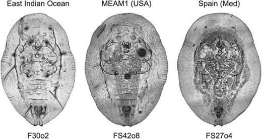 Images of three representative puparium specimens from the Bemisia tabaci complex illustrating variation in the level of morphological detail present in our sample. Aside from the form outlines and position of the posteriorly positioned vasiform structure there are few consistently locatable topologically homologous points of reference that could be used to represent these morphologies either accurately or comprehensively.