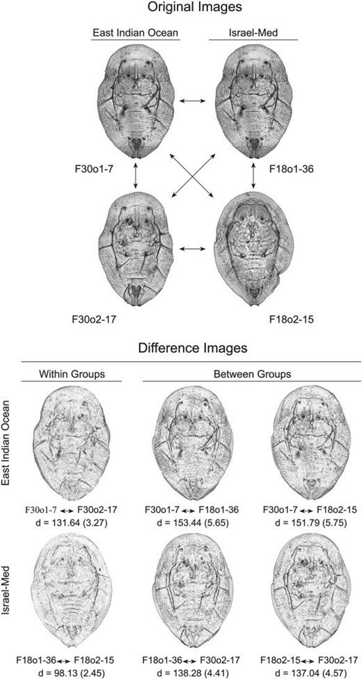 Example of embedded, paired group-contrast comparisons within Bemisia tabaci species complex puparial specimens. Upper figure: original images of two randomly selected specimens from the East Pacific Ocean image set (F30o1-7 and F30o2-17) and the Israel-Med image set (F18o1-36 and F18o2-15). Rather than simply comparing image vectors, and so being restricted to small sample sizes, the embedded image comparison protocol used in this investigation focused on pairwise comparisons across all images in the sample (e.g., six comparisons for this four-image example) with the structure of group similarities and differences being represented by Euclidean distances between image vectors. Lower figure: summary of all six comparisons possible for this four-image example in terms of difference images and image distance values ($d)$ for both the full-resolution ($500 \times 500$ pixel) and reduced resolution ($28 \times 28$ pixel) image comparisons, the latter values in parentheses. Here, images that exhibit a higher degree of difference will appear darker than images that exhibit a lower degree of difference, with particular regions and/or structures of distinction being represented as darker areas and/or structures represented by dark highlights. Note that, for both image resolutions, images belonging to the same group typically exhibit shorter image distances relative to those belonging to different groups. Under this approach to the representation of the image (= specimen) similarity structure CNN training focuses on constructing a set of convolution filters that maximize between-groups image distances and minimize within-groups image distances.