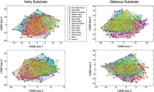 Untrained ordination space for images of the 15 Bemisia tabaci groups included in this investigation formed by the first three t-SNE dimensionality-reduction axes. Note lack of obvious between-groups structure. This result suggests that an untargeted assessment of puparial morphology would be insufficient to either identify or quantify between-group morphological differences accurately.