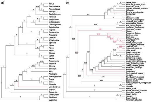 ASTRAL$$_{\rm NEW}$$ species trees from plant (a) and bird (b) data reconstructed from the set of T$$_{\rm NEW}$$ locus trees. Shown on each internal branch the ASTRAL local posterior probability.