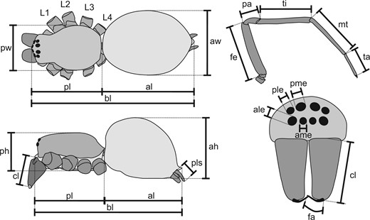 Schematic illustration of recorded morphometric variables. ah, height of abdomen (opisthosoma); al, length of abdomen (opisthosoma); ale, diameter of anterior lateral eye; ame, diameter of anterior median eye; aw, width of abdomen (opisthosoma); bl, body length; cl, length of cheliceral base segment (paturon); fa, length of fang (distal cheliceral segment); fe, femur; L1, leg I (anterior walking leg); L2, leg II; L3, leg III; L4, leg IV (posterior walking leg); mt, metatarsus; pa, patella; ph, height of prosoma (cephalothorax); pl, length of prosoma (cephalothorax); ple, diameter of posterior lateral eye; pls, length of posterior lateral spinneret; pme, diameter of posterior median eye; pw, width of prosoma (cephalothorax); ta, tarsus; ti, tibia.