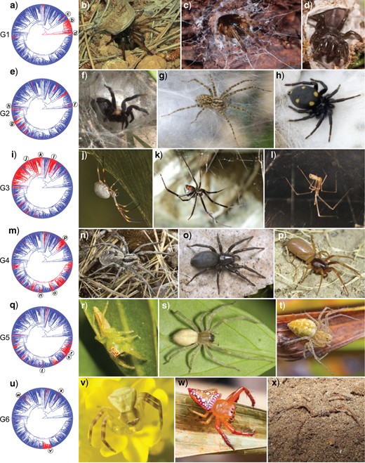 Ecological guilds of spiders. a, e, i, m, q, u) Phylogeny of Araneae with ecological guild state mapped in red. Please note that these character maps do not necessarily reflect guild evolution, as some states—even in sister taxa—may not be homologous, and as deep time inference of character states is subject to a high degree of uncertainty. Photos to the right show exemplary species representing analogous guild states. Letters in the phylogenetic tree indicate the phylogenetic position of the displayed species. a–d) G1 (Guild 1) – burrow or tube web: b) Iberesia sp. (Nemesiidae), a spider building a silk lined burrow closed with a cork-lid trap door; and c) Segestria senoculata (Segestriidae), a spider building a silken tube in empty insect holes or under loose bark, with radial signal lines; d) Atypus piceus (Atypidae), a spider building a silk lined burrow that extends into a silken tube above the ground. e–h) G2 (Guild 2)—substrate bound web: f) Ischnothele annulata (Dipluridae), a spider that builds a dense funnel web in vegetation; g) Tegenaria sp. (Agelenidae), a spider that builds a dense funnel web amongst stones; and h) Uroctea durandi (Oecobiidae), a spider that builds a tent-like sheet web with radial signal lines under stones. i–l) G3 (Guild 3)—aerial web: j) Trichonephila plumipes (Araneidae), an orb web spider; k) Latrodectus hasselti (Theridiidae), a spider building a cob web with gumfoot threads; and l) Pholcus phalangioides (Pholcidae), a spider building a cob web with gumfoot threads. m–p) G4 (Guild 4)—ground runner: n) Lycosa praegrandis (Lycosidae), a wolf spider; o) Gnaphosa montana (Gnaphosidae); and p) Harpactea rubicunda (Dysderidae). q–t) G5 (Guild 5)—foliage runner: r) Mopsus mormon (Salticidae), a tree dwelling jumping spider; s) Cheiracanthium mildei (Cheiracanthiidae); t) Oxyopes sp. (Oxyopidae), a lynx spider. u–x) G6 (Guild 6)—web-less ambusher: v) Thomisus onustus (Thomisidae), a crab spider that ambushes on flowers; w) Arkys lancearius (Arkyidae), a nocturnal ambusher on trees; and x) Sicarius ornatus (Sicariidae), an ambusher in sand. Photos (d), (g), (h), (n), (o), (p), (v), and (w) by Arno Grabolle, (f) and (x) by Ivan Magalhães, (j), (k), and (r) by Jim McLean, (b) by Siegfried Huber, and (c) by Jörg Pageler, used with kind permissions (color version online only).