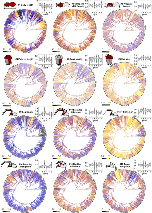 Phylogenetic distribution of trait states. Character history mapping of chosen log-transformed continuous traits (see caption and schematic symbol of trait) based on the best fitting model; dark shades indicate low trait values, and bright shades high trait values; major clades are indicated. Violin plots above display the trait distribution per guild (numbers 1–6 for Guild 1–Guild 6) (color version online only).