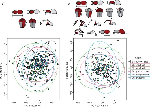 Morphometric trait space of spider guilds. Phylogenetic PCA plots, with each data point representing a species mean. Ellipses show the 0.95 confidence limit around the centroid of each guild. Schematic symbols above indicate traits covered by the shown data set. a) 6-trait data set, 340 species. b) 16-traits data set, 213 species (color version online only).